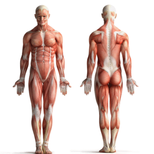 Myofascial Release Course